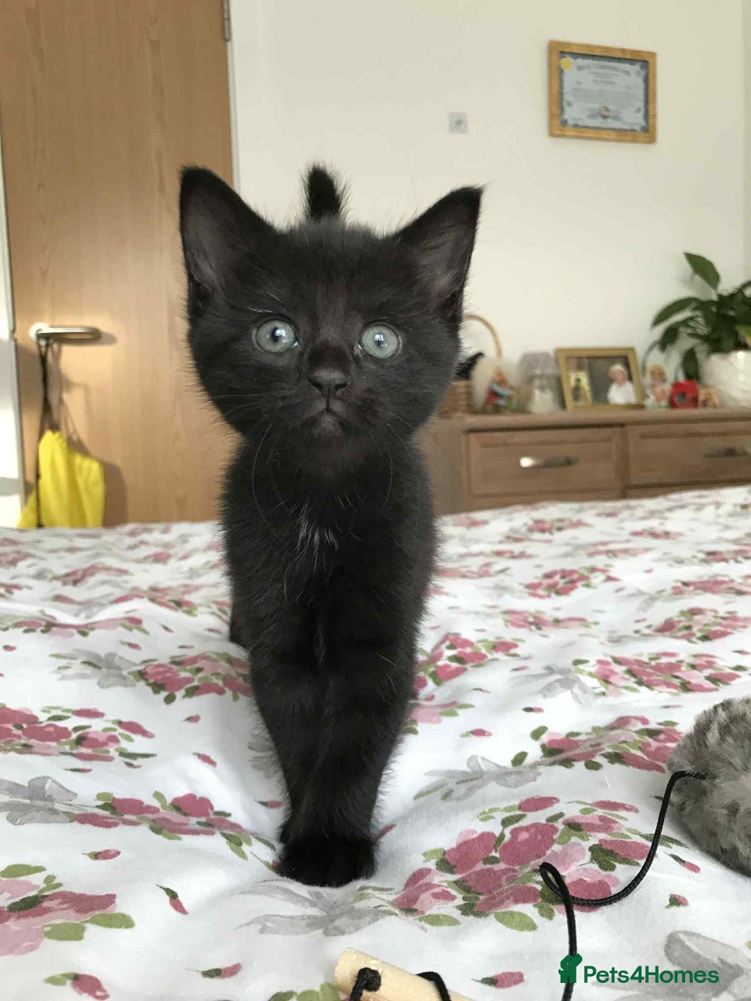 Mixed Breed cats for sale: Cute Kittens for sale - Advert 2