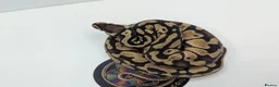 Python Snake reptiles for sale: Royal Python's  - Advert 3