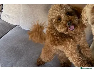 Toy Poodle dogs Health tested fox red toy poodle stud in Stevenage - Advert 11