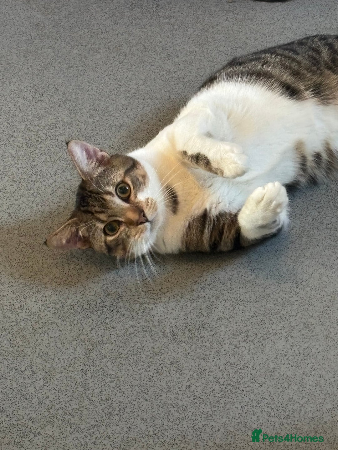 Mixed Breed cats for sale: 9 month old cat  **  - Advert 3