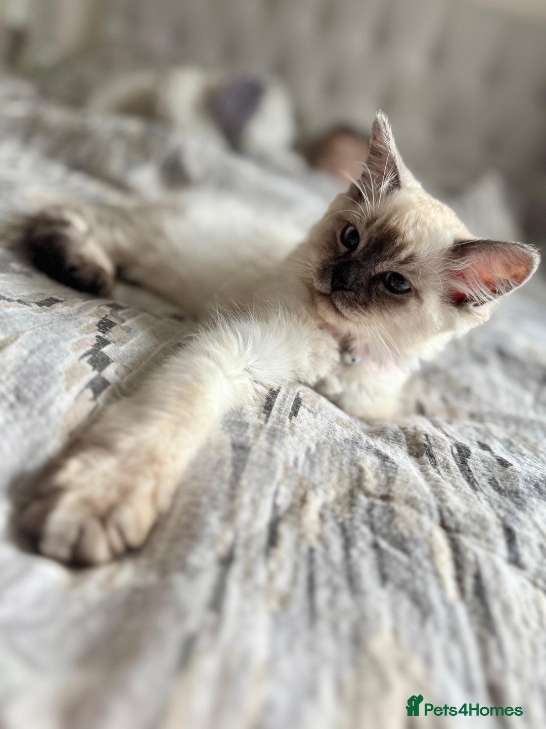 Ragdoll cats for sale: Ragdoll kitten for sale - Image 5