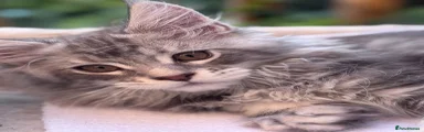 Maine Coon 1