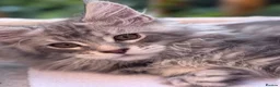 Maine Coon cats for sale: Amazing Maine Coon Cats from the Grand Champion  - Advert 6