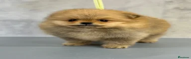 Pomeranian Puppy 2