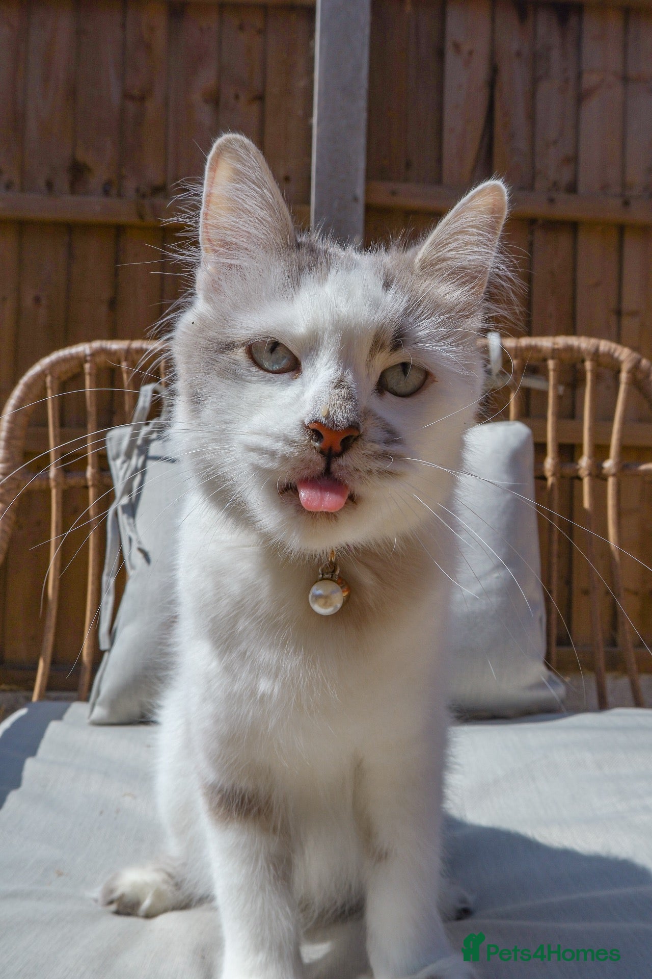 Domestic Shorthair cats 6 Short/Medium furred kittens  - Advert 1