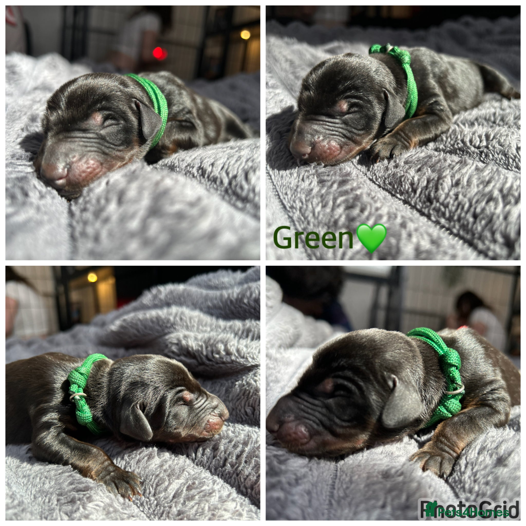 Dobermann dogs 9 Dobermann puppies born 20th april - Advert 8