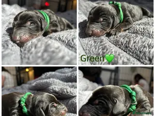 Dobermann dogs 9 Dobermann puppies born 20th april - Advert 8