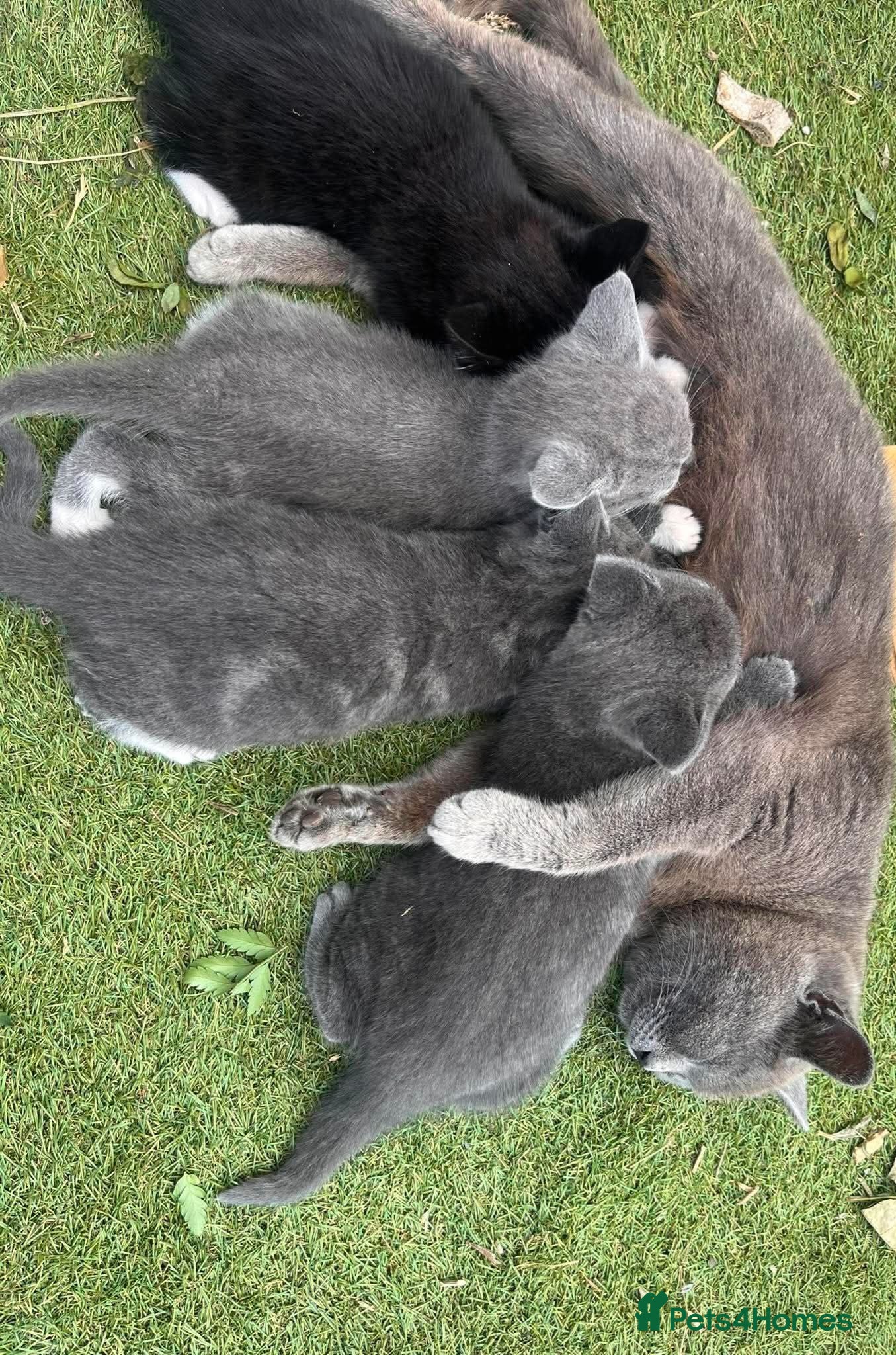 Mixed Breed cats British shorthair mix  - Advert 1