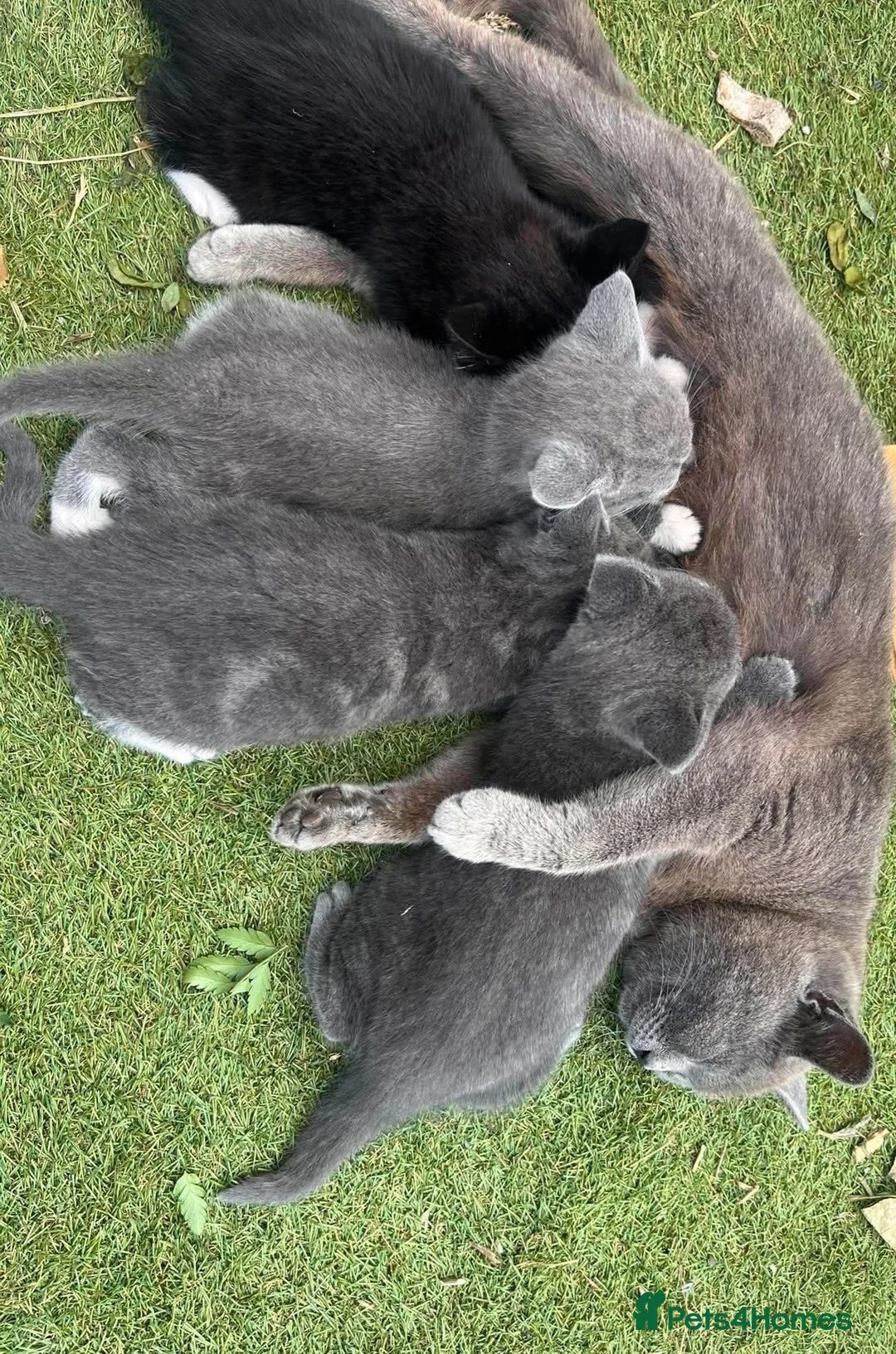 Mixed Breed cats for sale: British shorthair mix  in Diss - Advert 1