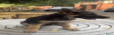 German Shepherd 1
