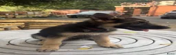 German Shepherd dogs for sale: german shepherd puppies  - Advert 3