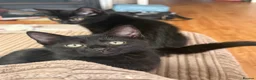 Domestic Shorthair cats for sale: 1 Girl left - Advert 1