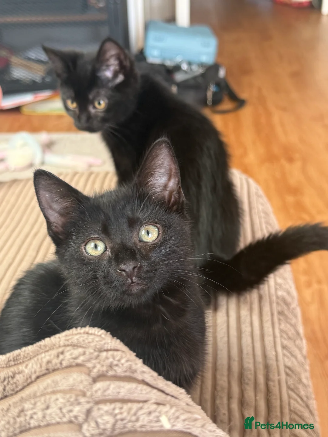 Domestic Shorthair cats for sale: 1 Girl left - Advert 1
