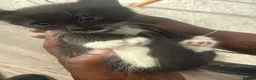 Mixed Breed cats for sale: Male Kitten For Sale - Advert 3