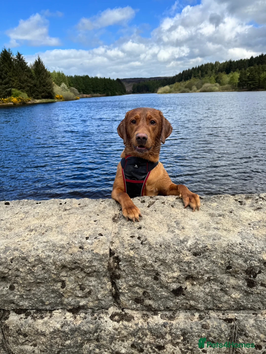 Labrador Retriever dogs for stud: Ronnie  - Advert 5