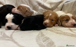 Cockapoo dogs for sale: Beautiful F1 Cockapoos For Sale  - Image 3