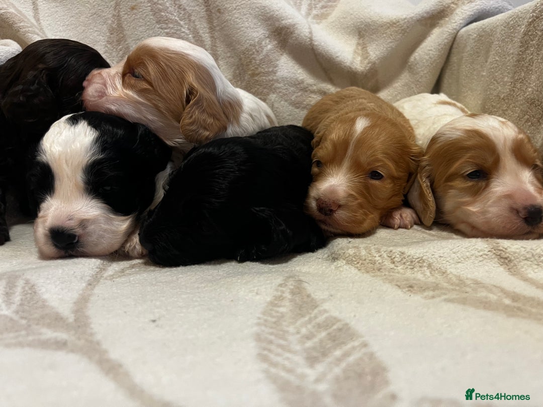 Cockapoo dogs for sale: Beautiful F1 Cockapoos For Sale  - Image 3
