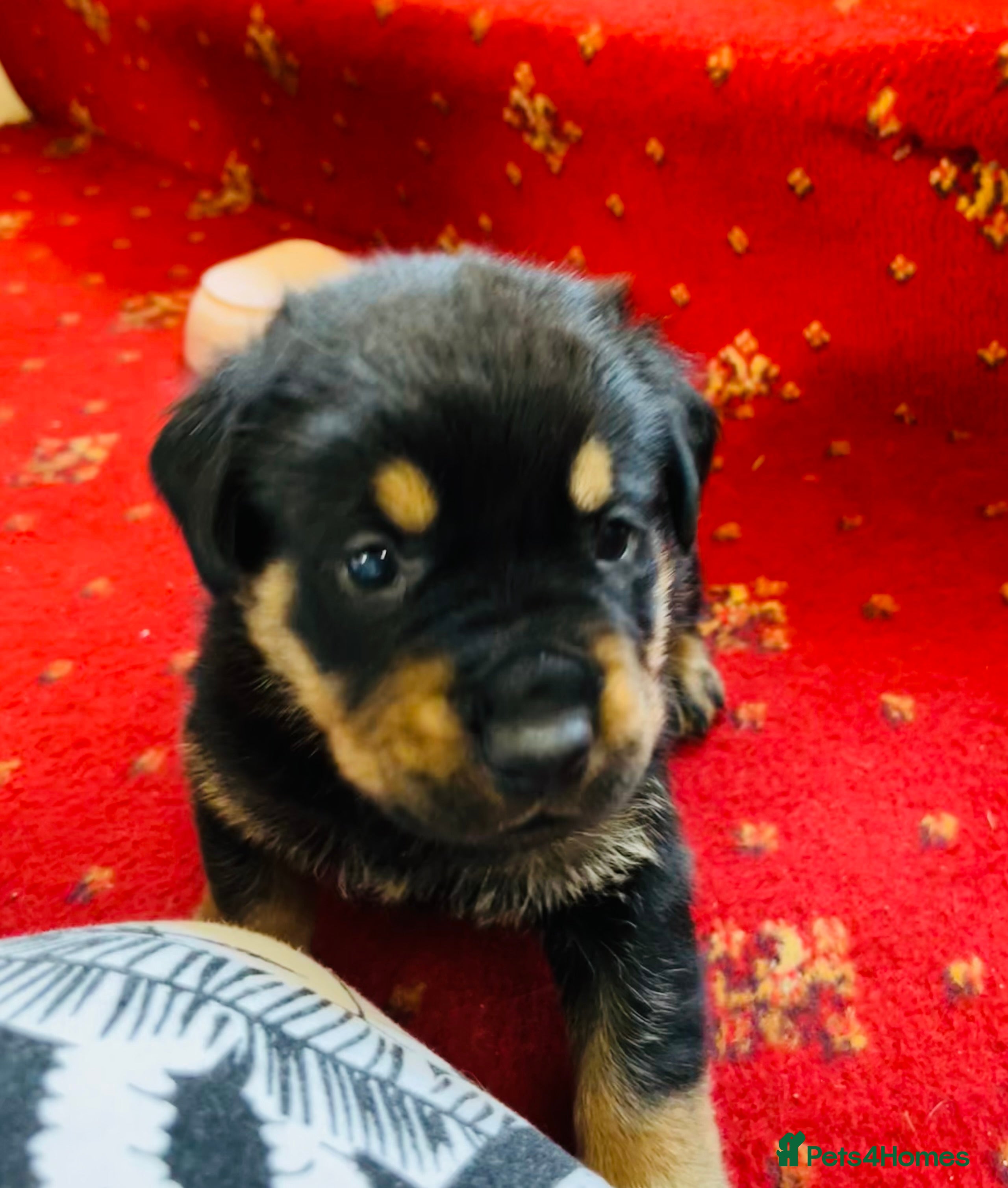 Mixed Breed dogs Rottweiler Doberman mix - Advert 2