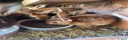 Rex rabbits for sale: Standard Rex Kits - Advert 2