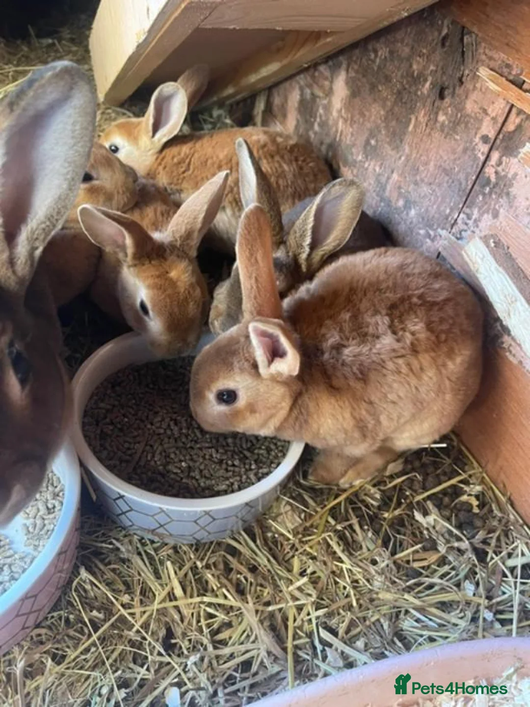 Rex rabbits for sale: Standard Rex Kits - Advert 2