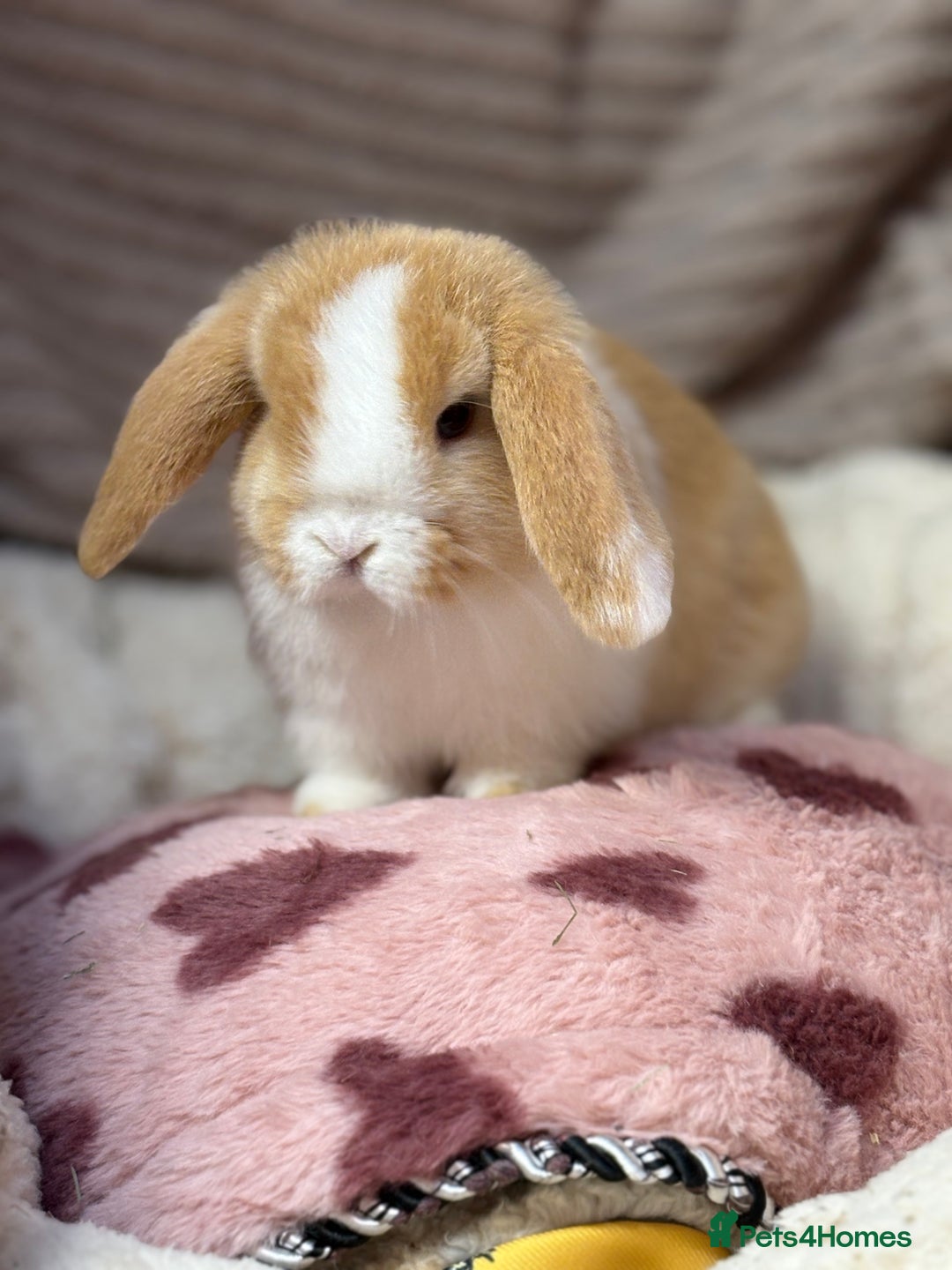 Mini Lop rabbits for sale: Gorgeous mini lops (show lines) vaccinated  - Advert 2