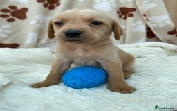 Labrador Retriever dogs for sale: Labrador Retriever - Image 22