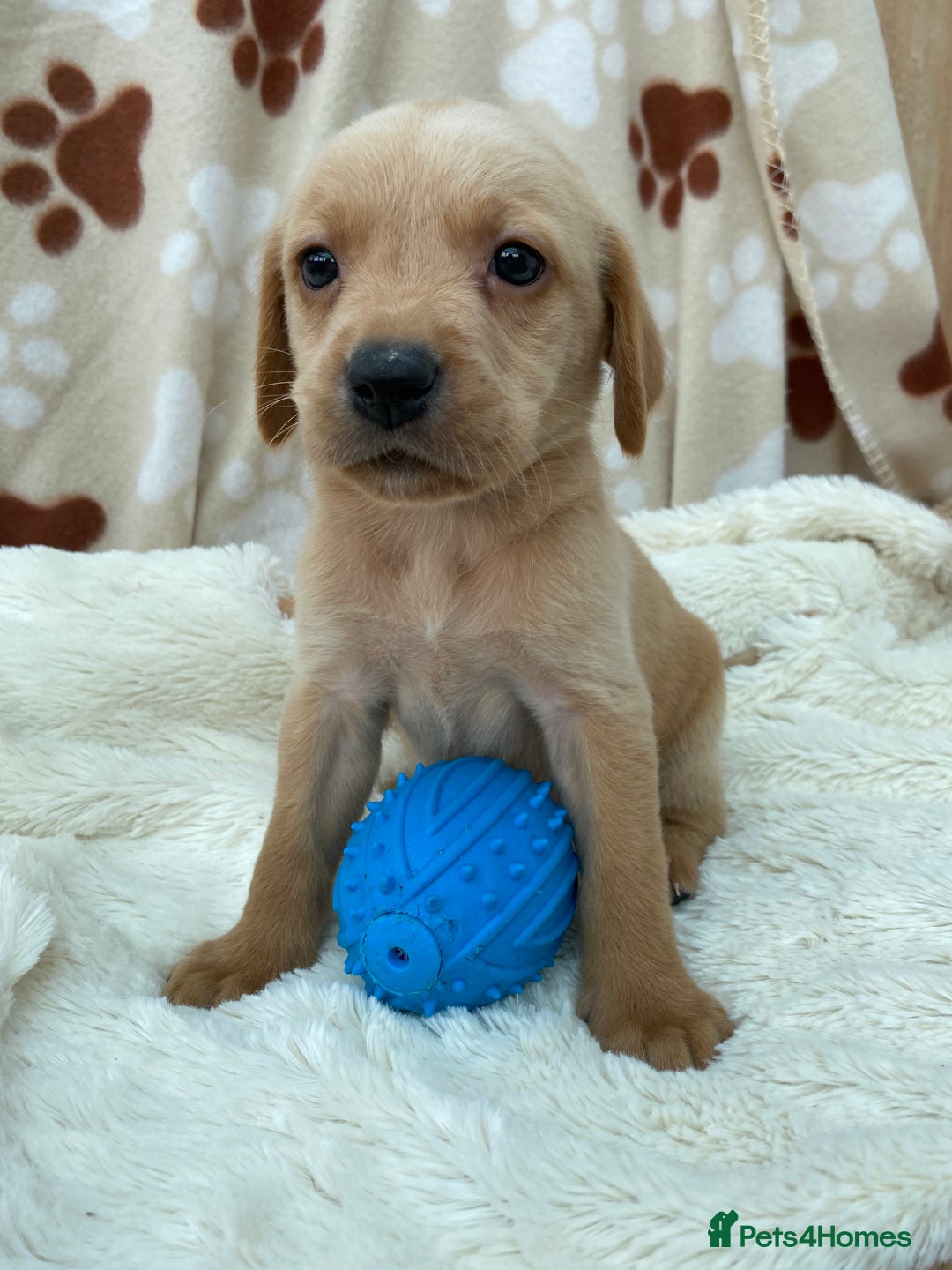 Labrador Retriever dogs for sale: Labrador Retriever - Image 22