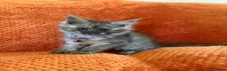 Maine Coon cats for sale: Ready Now: 6 Maine coon Kittens - Advert 4