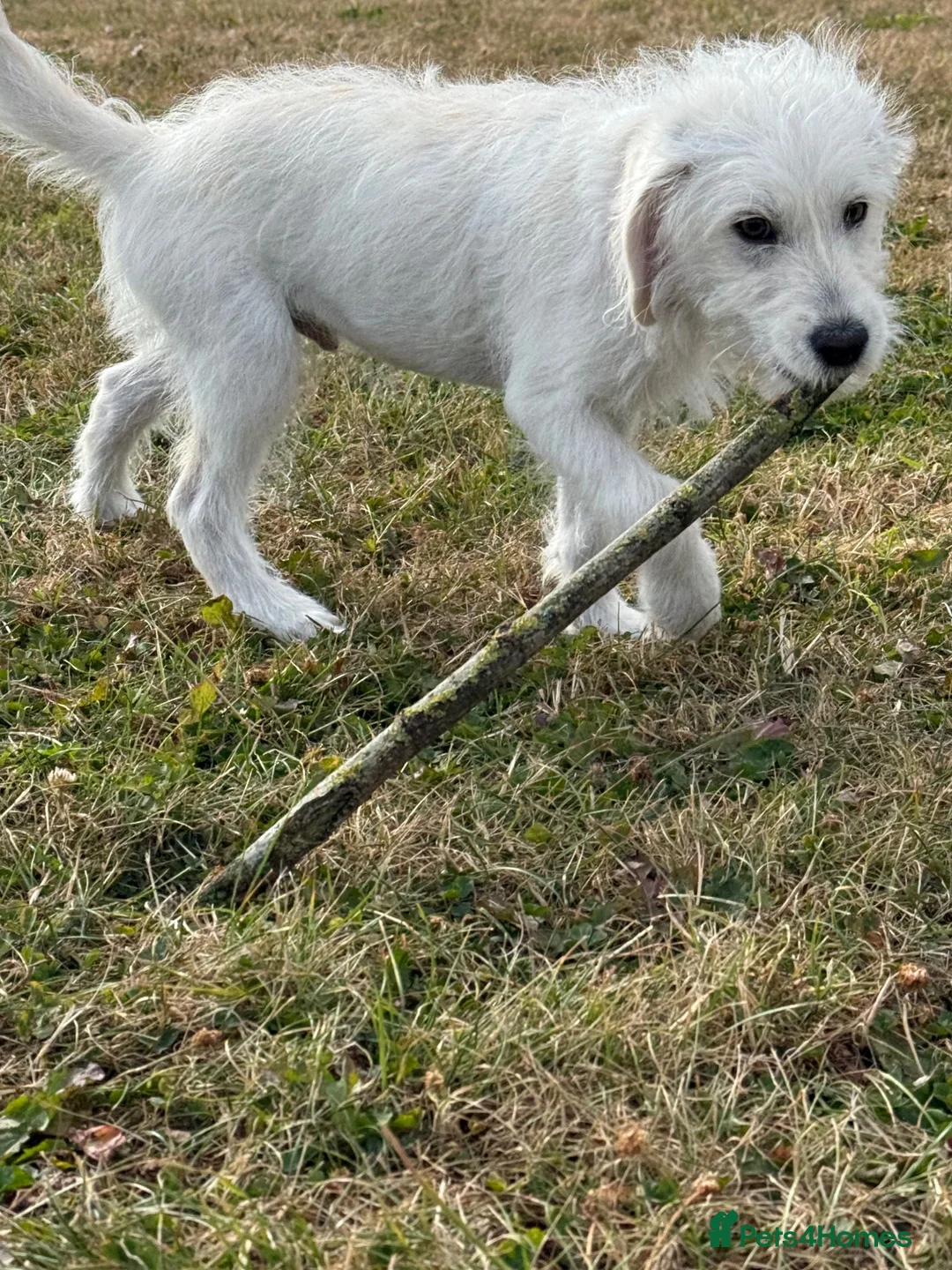 Labradoodle dogs for sale: Unwanted sale  - Advert 1