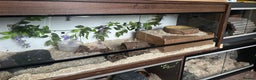 Python Snake reptiles for sale: Very friendly, Royal Python and full set up  - Advert 7
