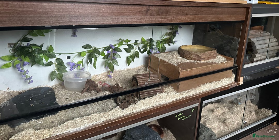 Python Snake reptiles for sale: Very friendly, Royal Python and full set up  - Advert 7