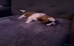 Mixed Breed dogs for sale: Teddy Bear Puppies - Advert 9