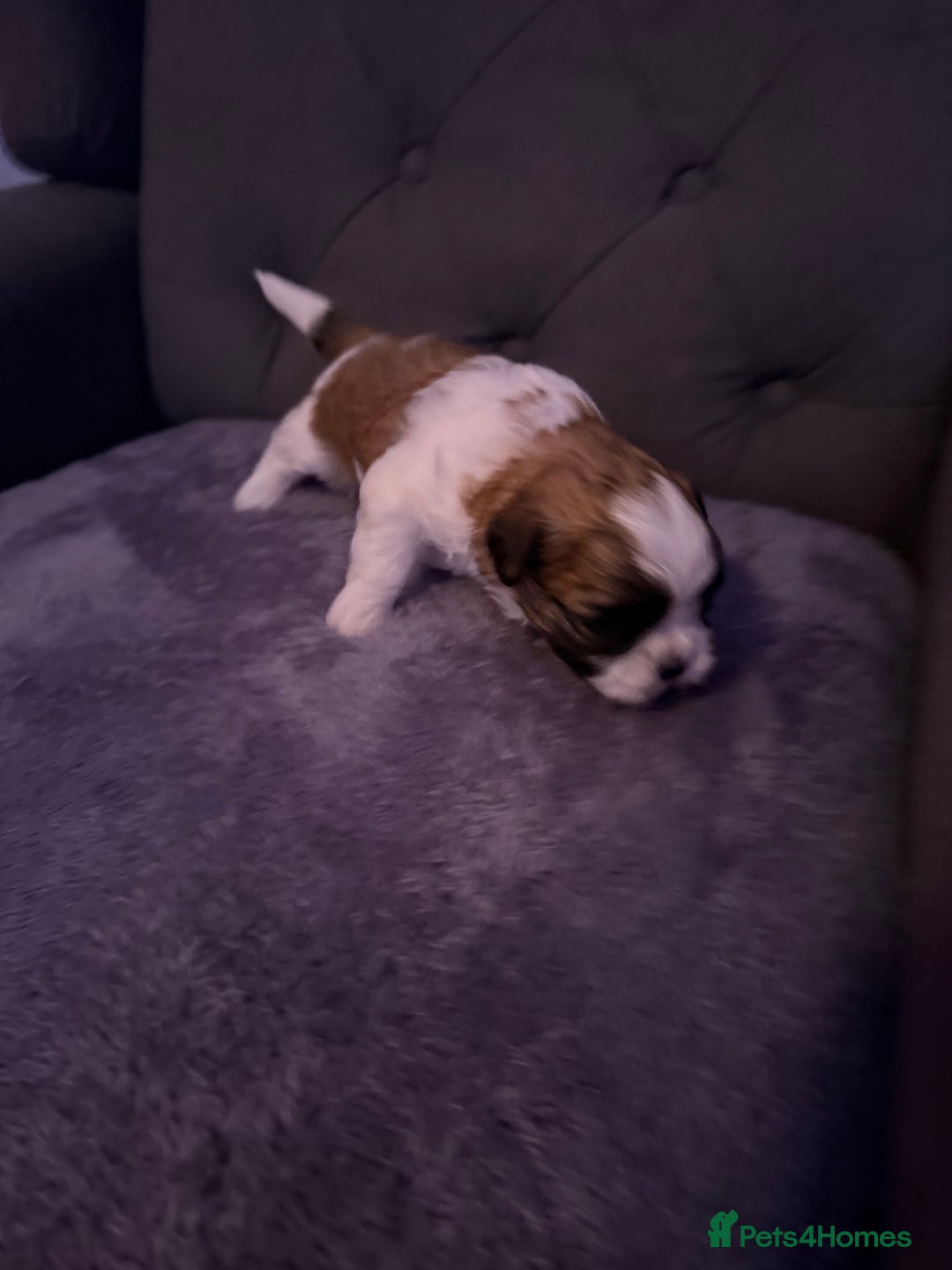 Mixed Breed dogs for sale: Teddy Bear Puppies - Advert 9