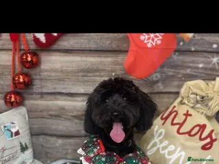 Cockapoo dogs Veronica - Advert 7