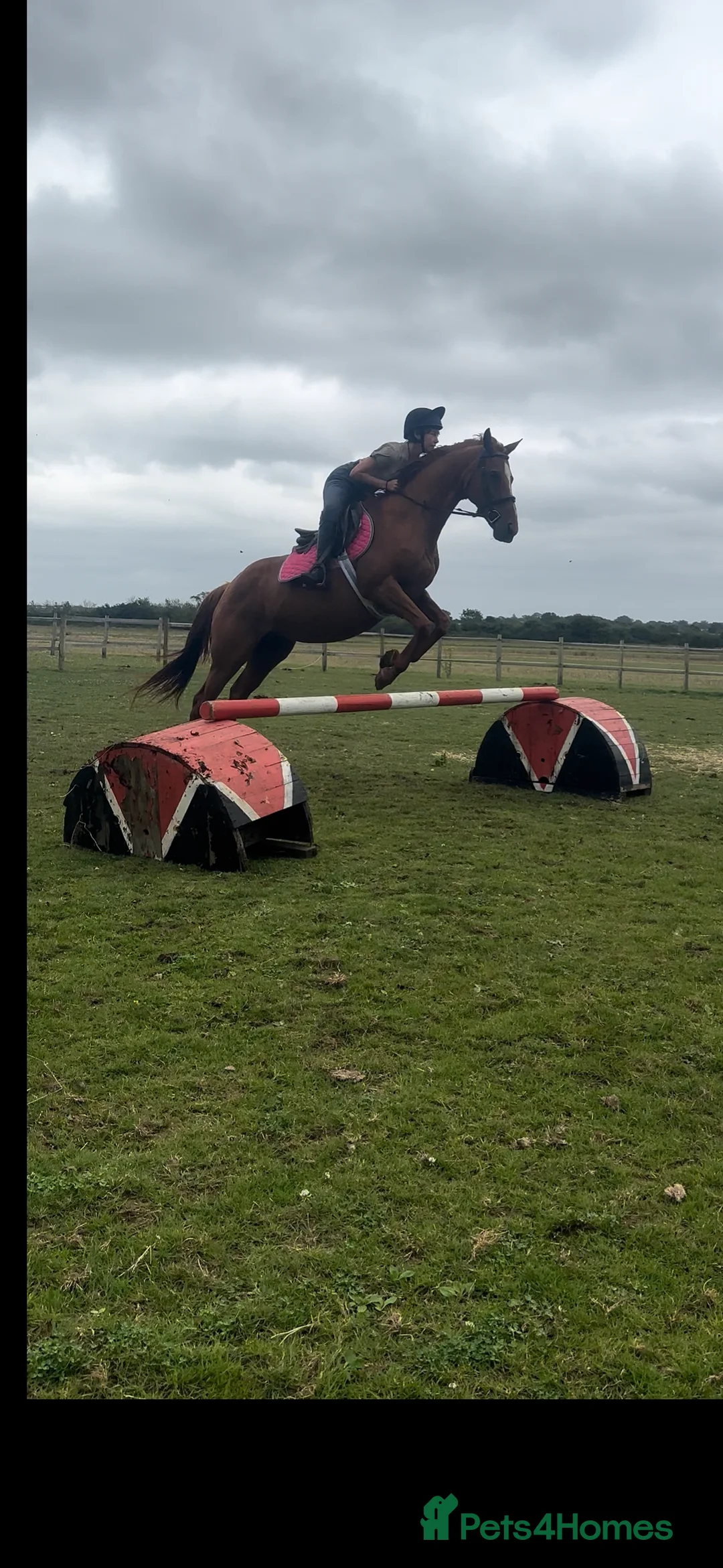 English Thoroughbred horses for sale: Sadly for sale  - Advert 1