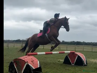 English Thoroughbred horses Sadly for sale - Advert 2