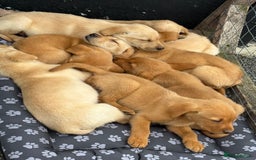 Labrador Retriever dogs for sale: Beautiful Labrador puppies  - Image 1