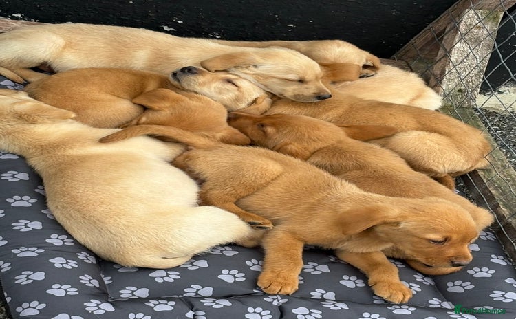 Labrador Retriever dogs - Advert 13