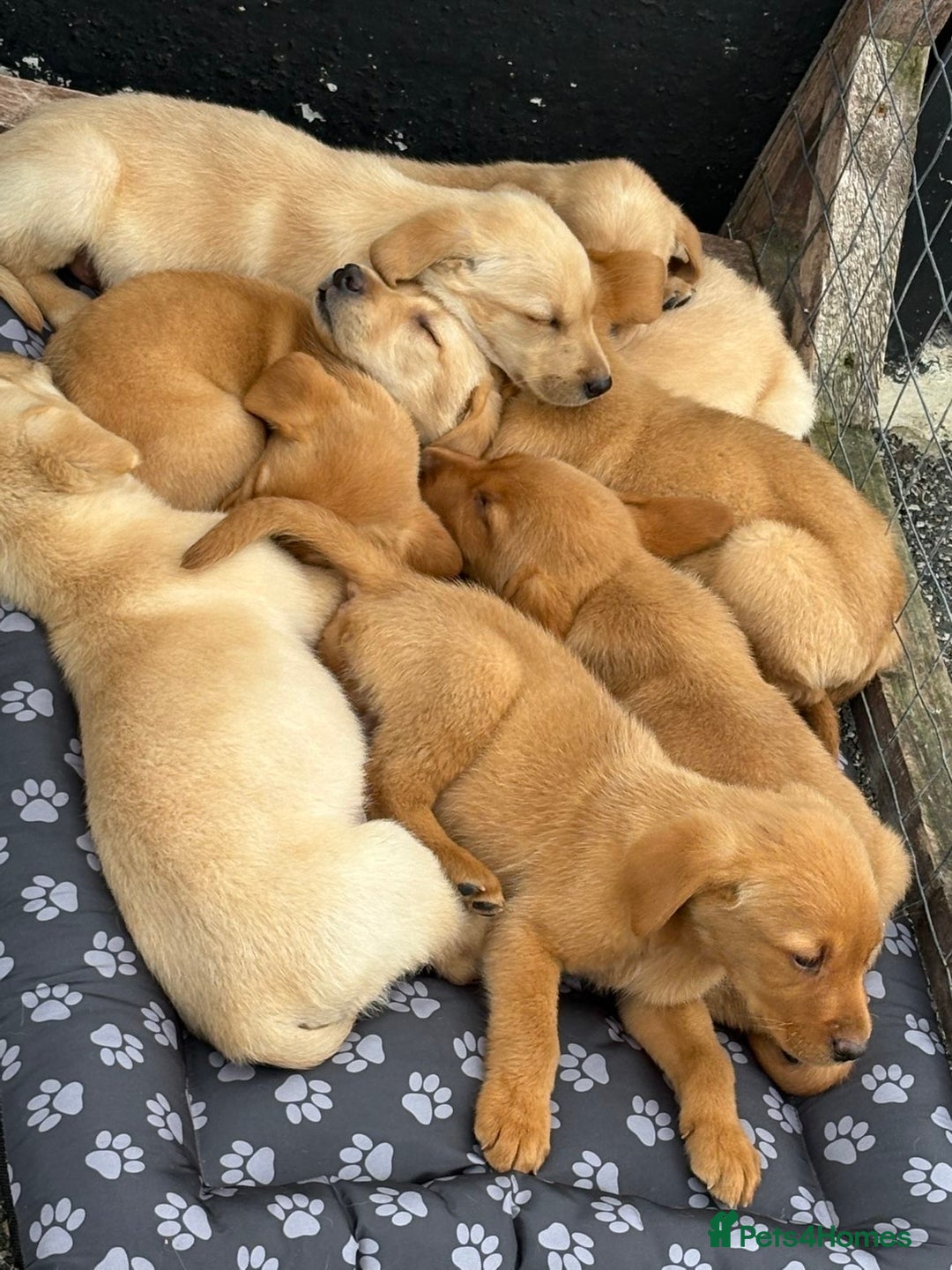 Labrador Retriever dogs for sale: Beautiful Labrador puppies  - Image 1