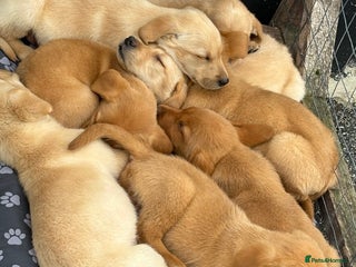 Labrador Retriever dogs - Advert 2