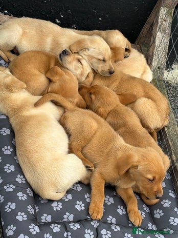 Labrador Retriever dogs - Advert 12