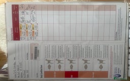 Bullmastiff dogs for sale: Beautiful Bullmastiff girl - Image 26