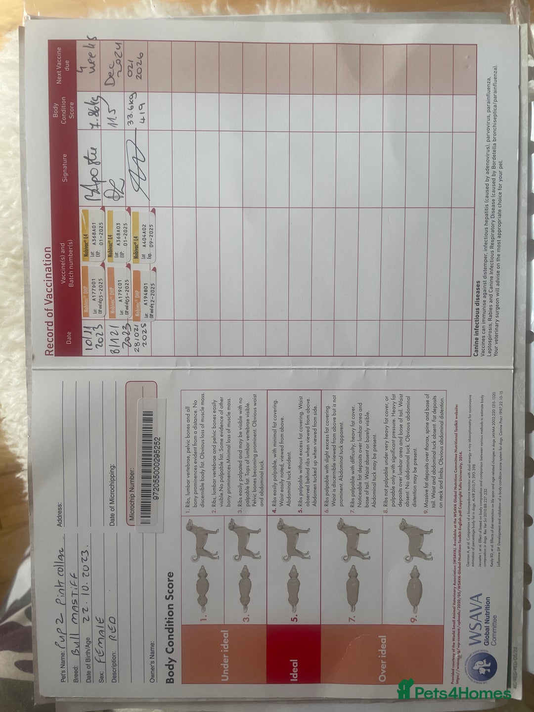 Bullmastiff dogs for sale: Beautiful Bullmastiff girl - Image 26