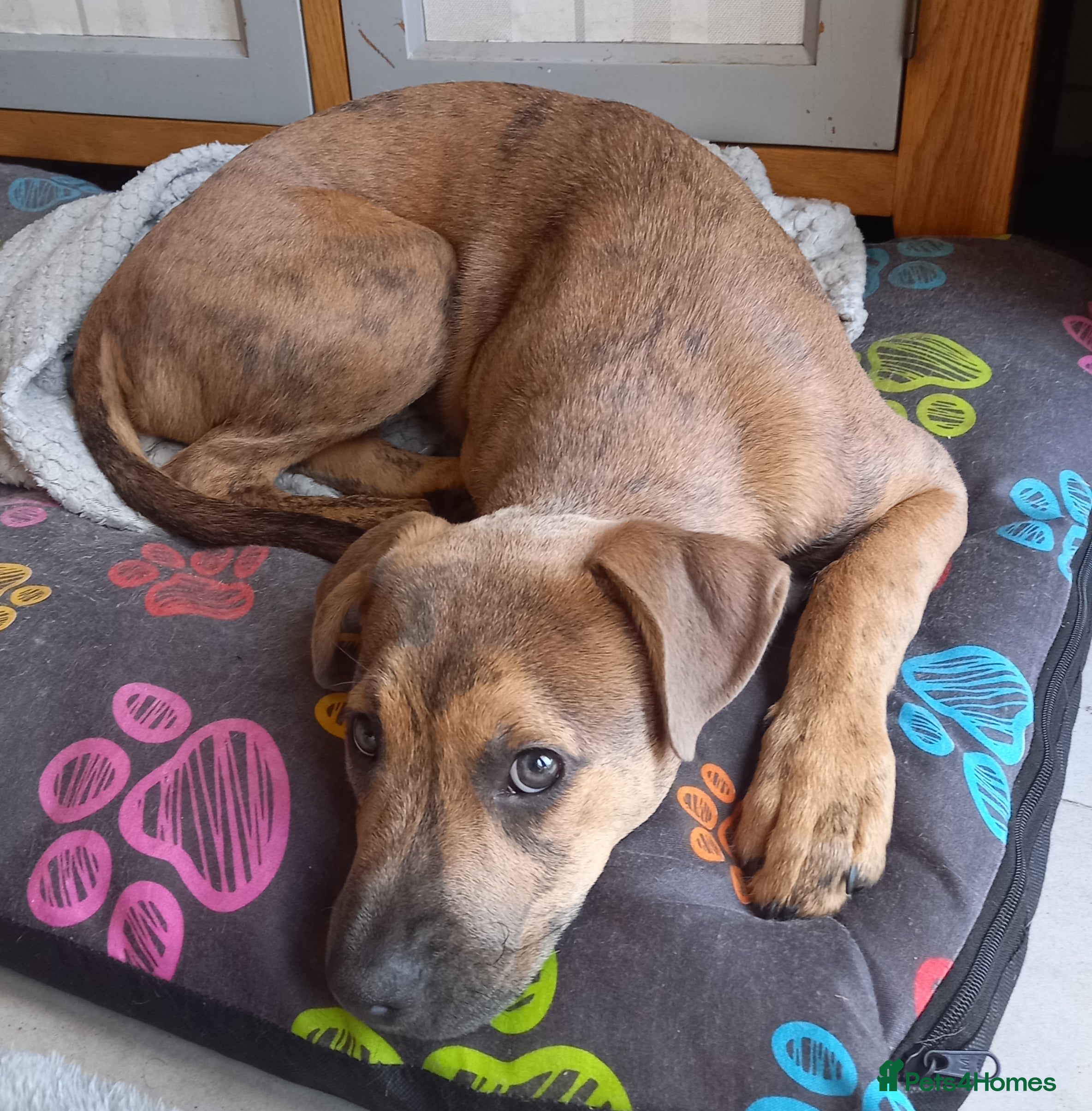 Mixed Breed dogs Staffordshire Bull Terrier Cross  - Advert 1