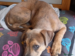 Mixed Breed dogs Staffordshire Bull Terrier Cross - Advert 1