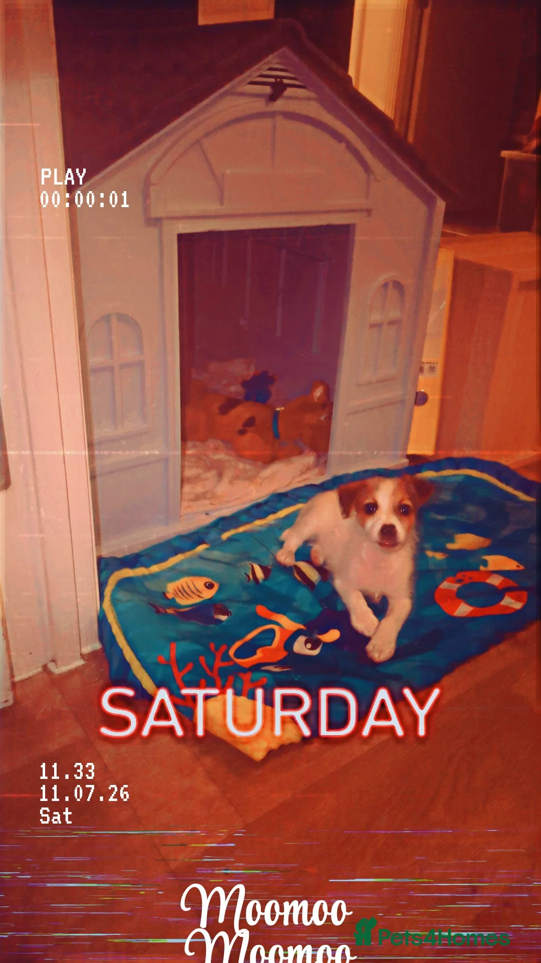 Jack Russell dogs for sale: Girl pup left  in London - Advert 4
