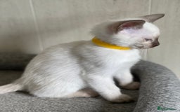 Siamese cats for sale: Stunning GCCF Registered Traditional Siamese.  - Image 5