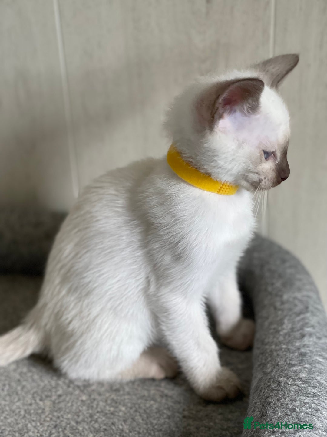 Siamese cats for sale: Stunning GCCF Registered Traditional Siamese.  - Image 5