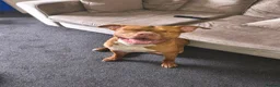 Mixed Breed dogs for sale: Large staffie X in Wakefield - Advert 2