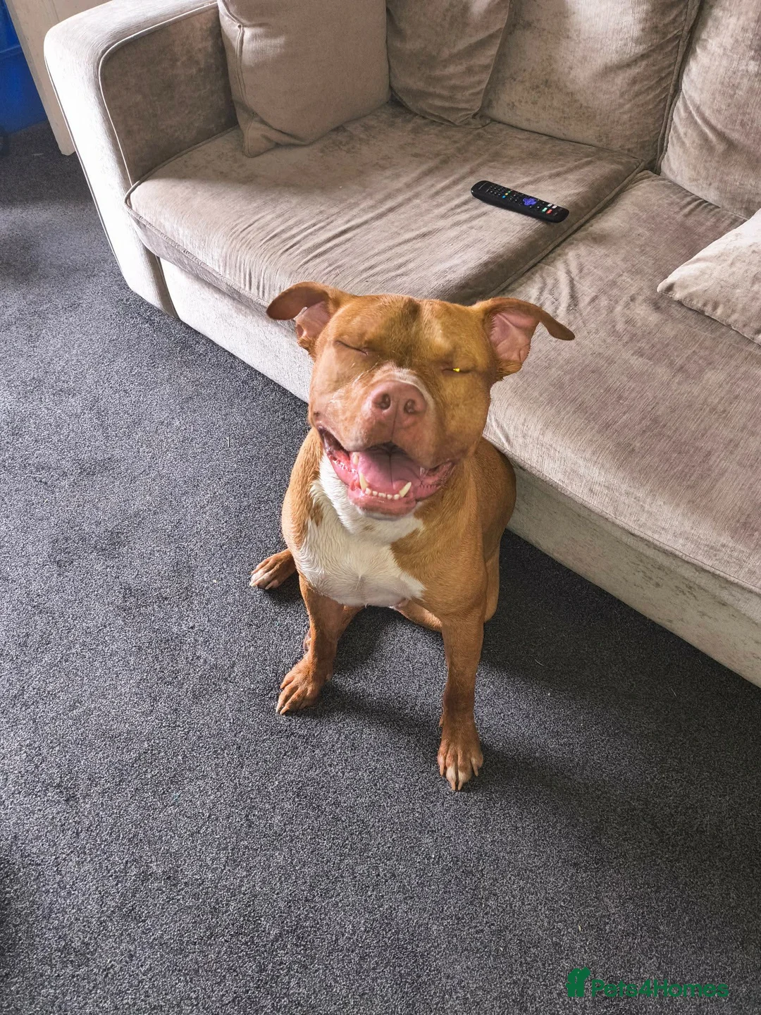Mixed Breed dogs for sale: Large staffie X in Wakefield - Advert 2